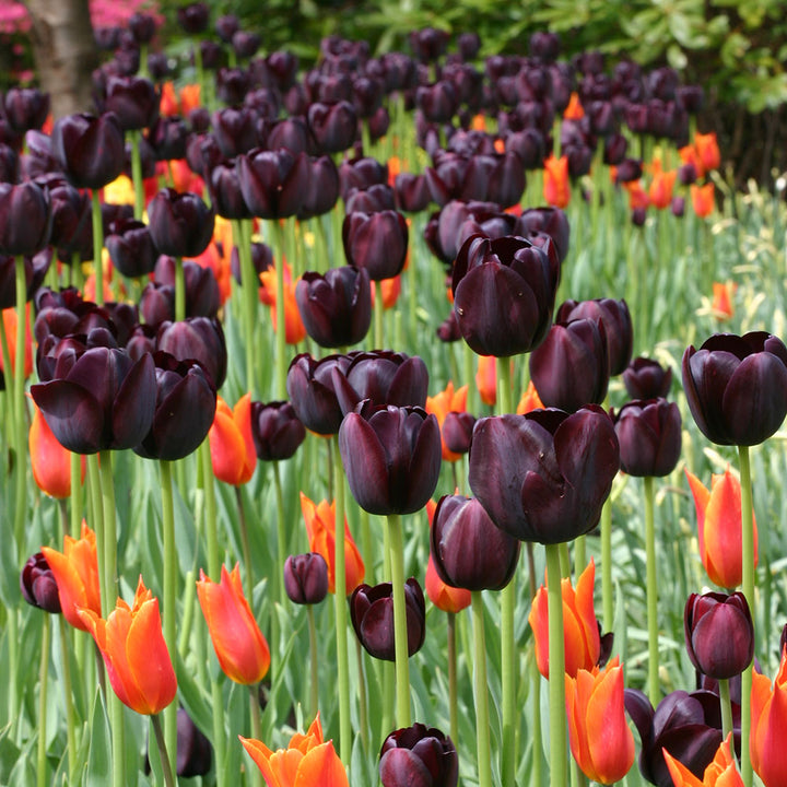 Tulip 'Queen of Night'