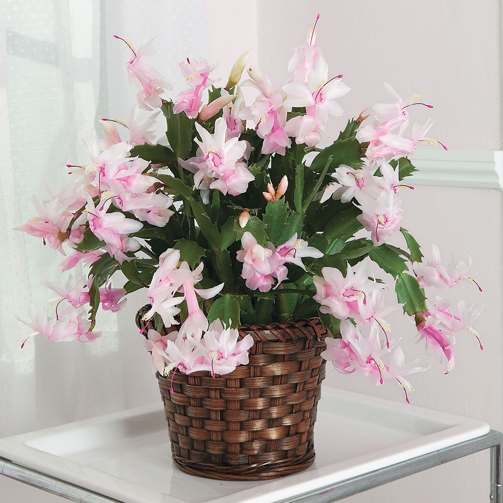 Blush Holiday Cactus in woven basket