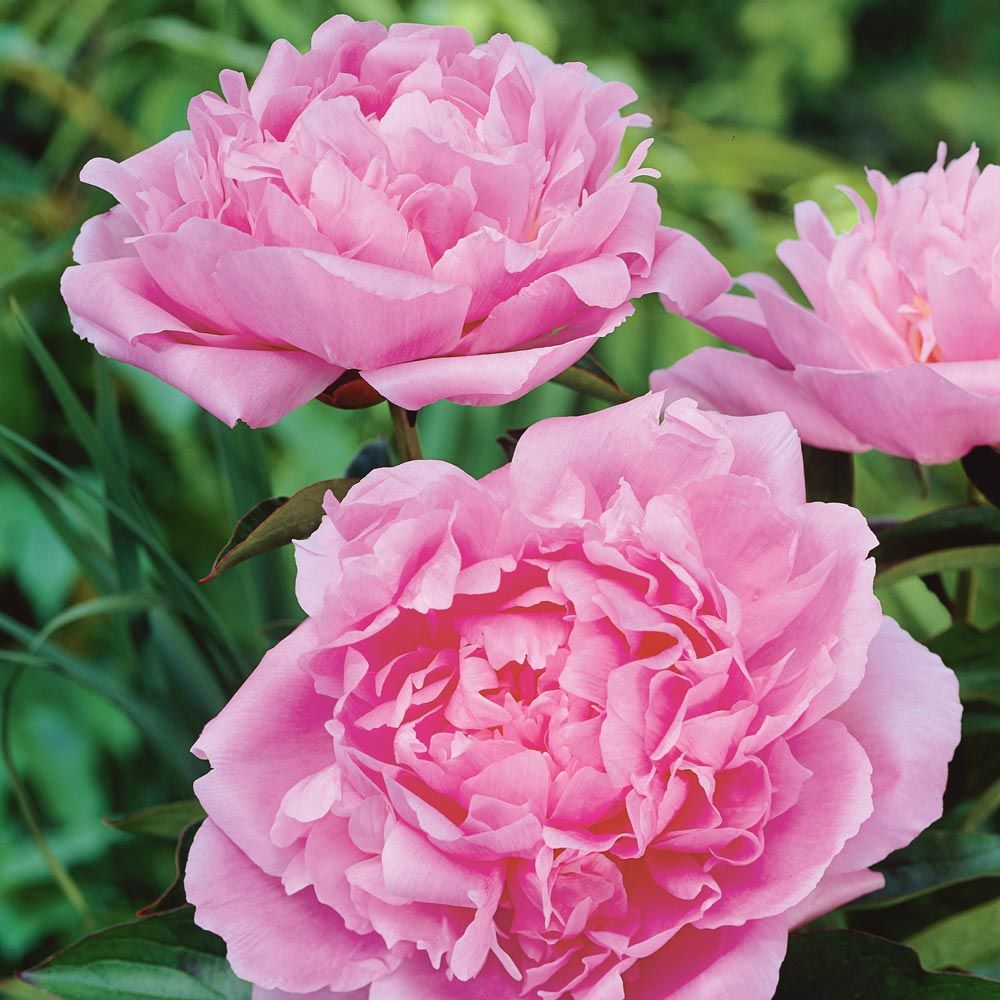 Peony 'Dinner Plate'
