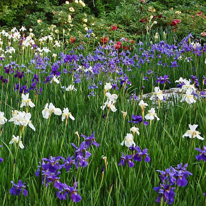 Wings Over Water Siberian Iris Collection