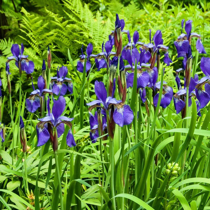 Iris sibirica 'Caesar's Brother'