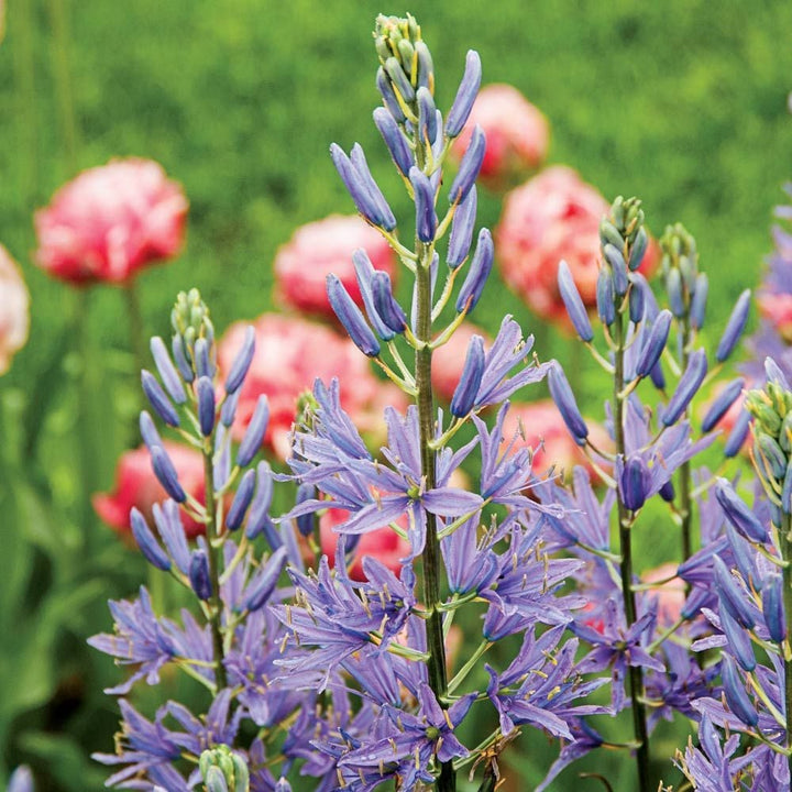 Camassia leichtlinii 'Blue Danube'