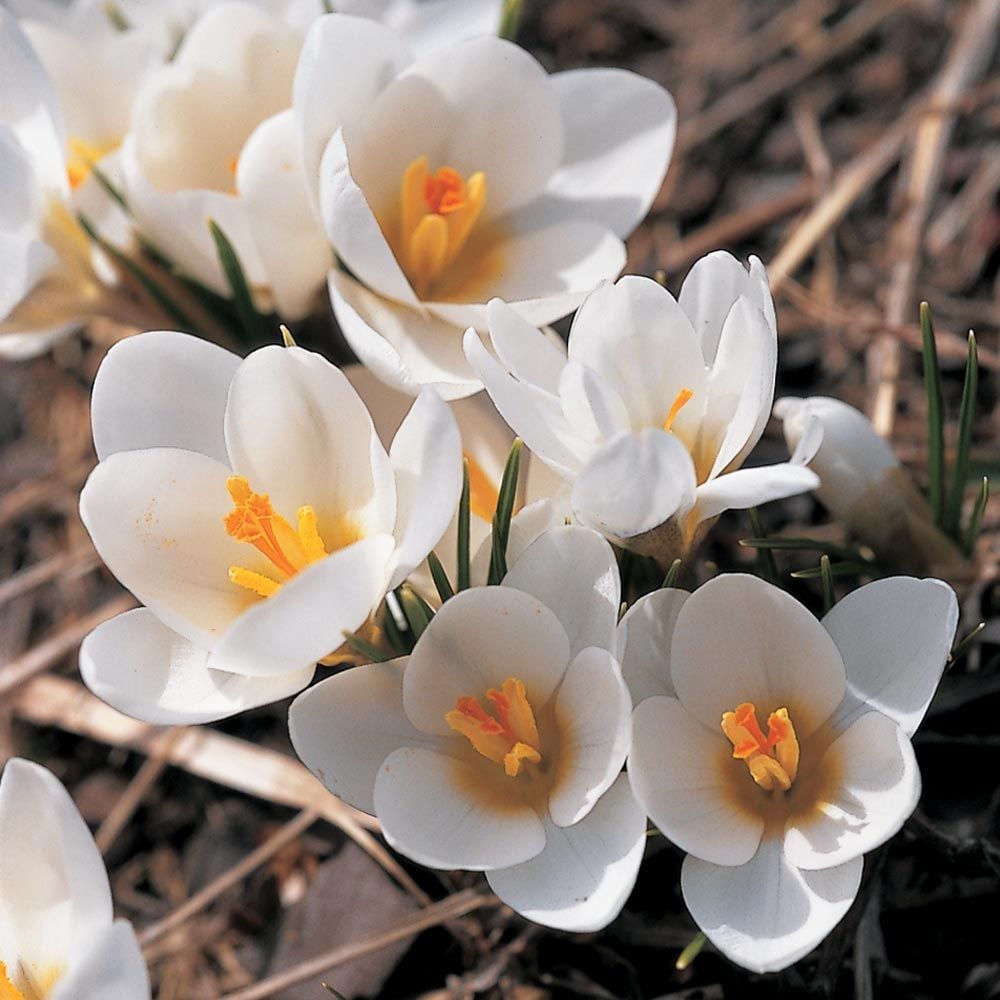 White Shades Crocus Mix