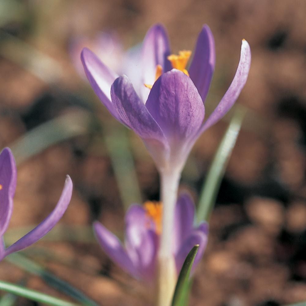 Large-Flowering Lavender Shades Crocus Mix