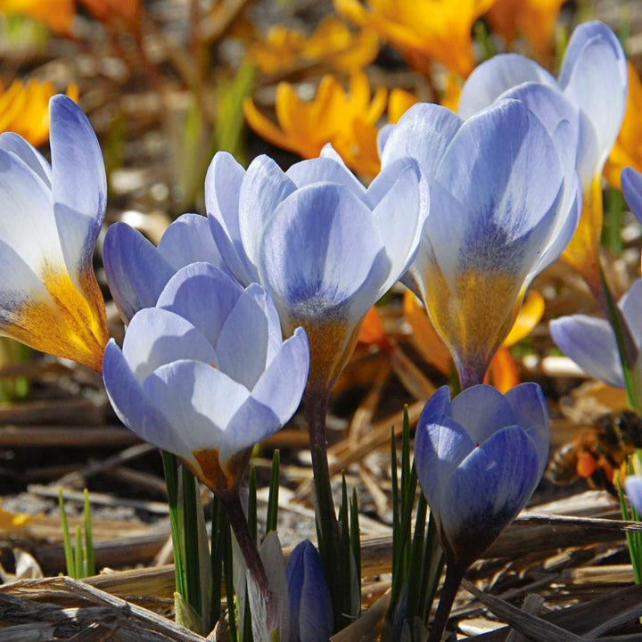Large-Flowering Lavender Shades Crocus Mix