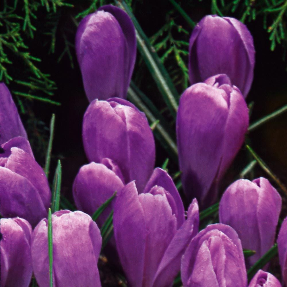 Large-Flowering Lavender Shades Crocus Mix
