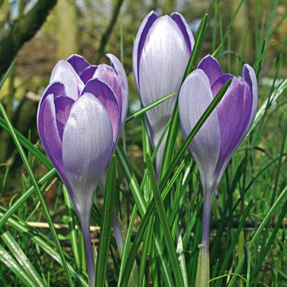 Large-Flowering Lavender Shades Crocus Mix