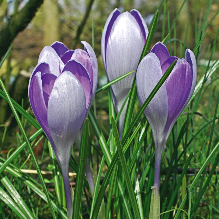 Large-Flowering Lavender Shades Crocus Mix