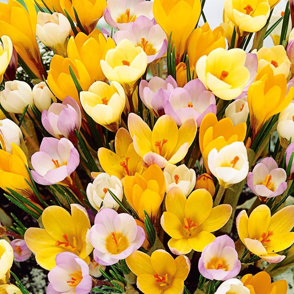 Yellow Shades Crocus Mix