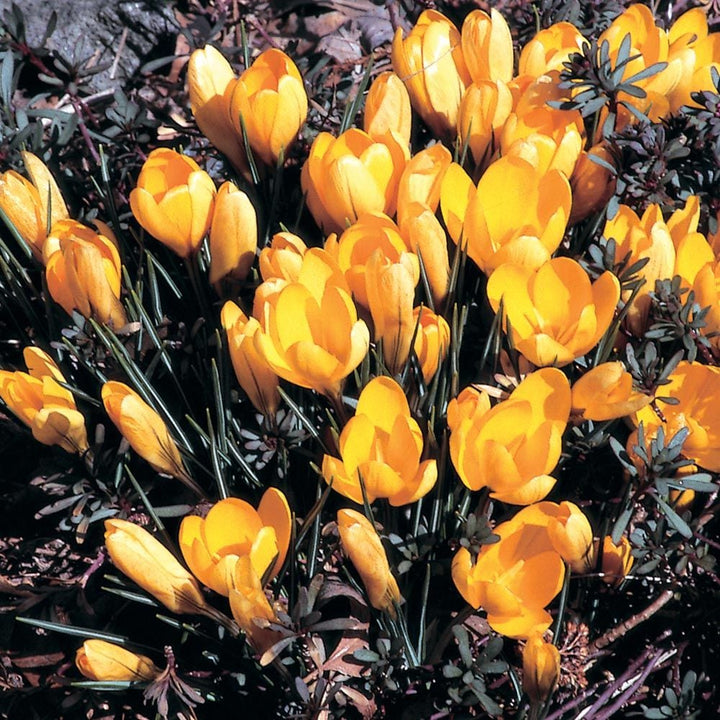 Yellow Shades Crocus Mix