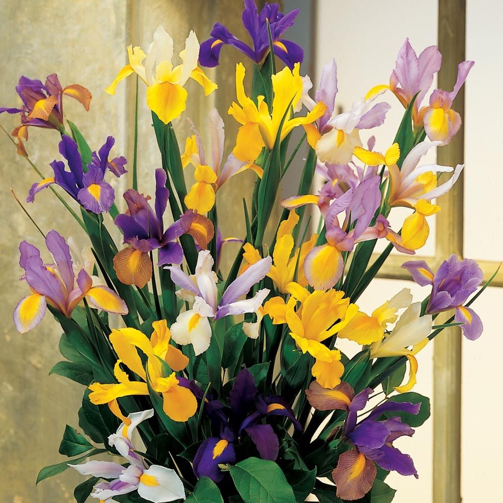 Dutch Iris Mix