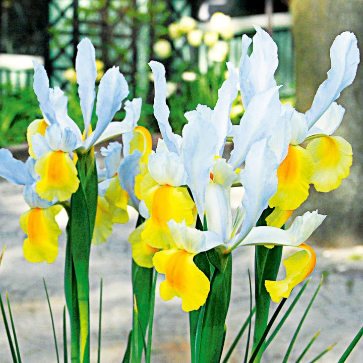 Dutch Iris Mix
