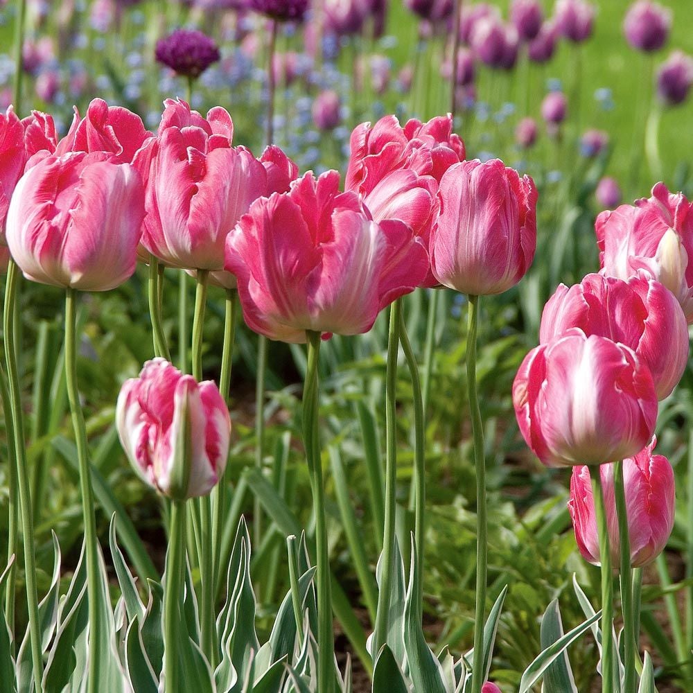 Pastel Stretch Tulip Mix
