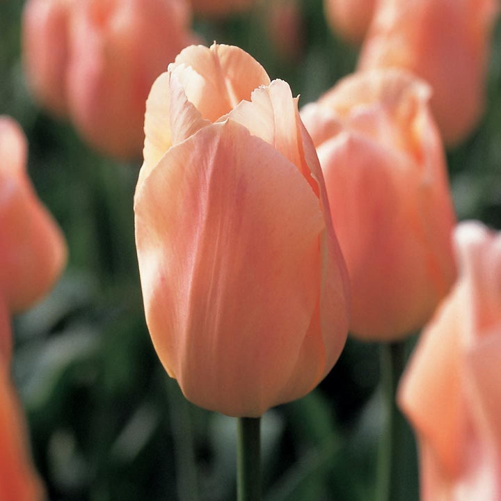 Tulip 'Apricot Beauty'