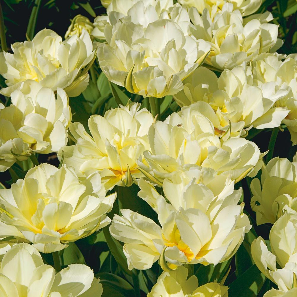 Tulip 'Exotic Emperor'