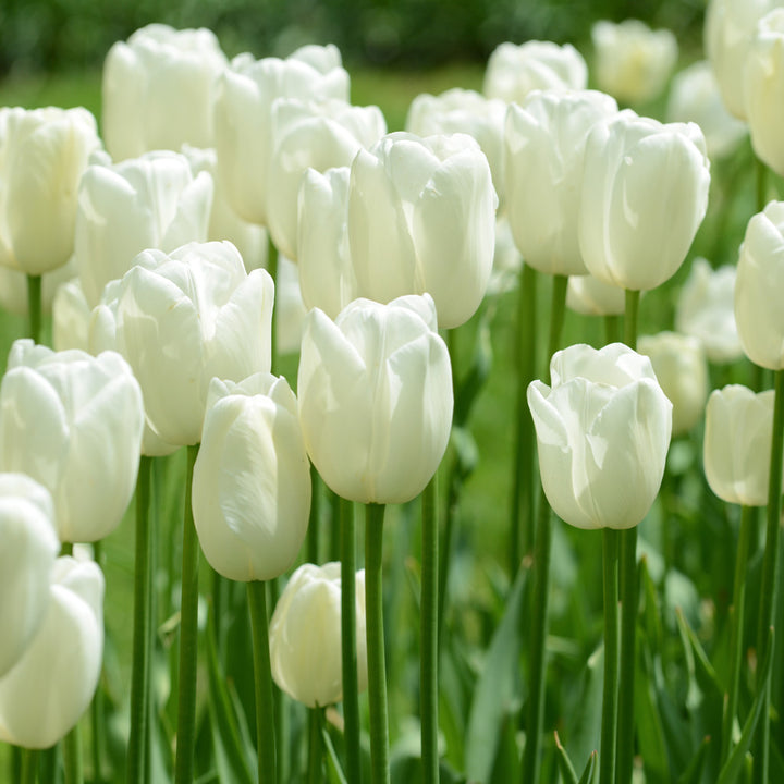 Watercolor Tulip Collection