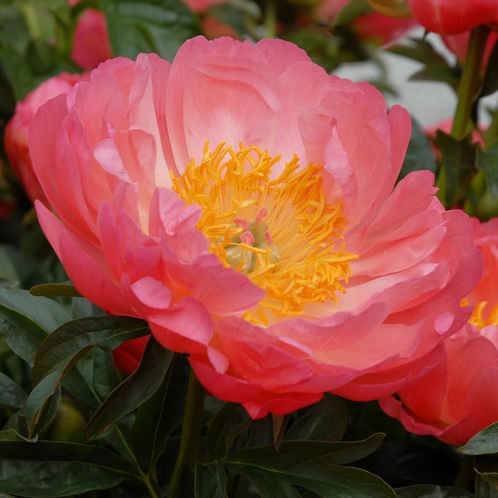 Peony 'Coral Sunset'