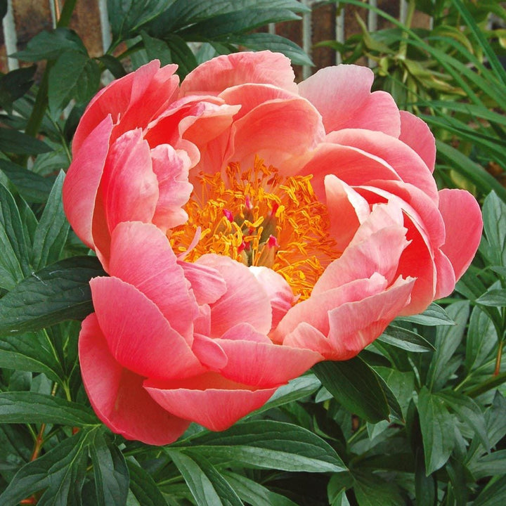 Peony 'Coral Sunset'