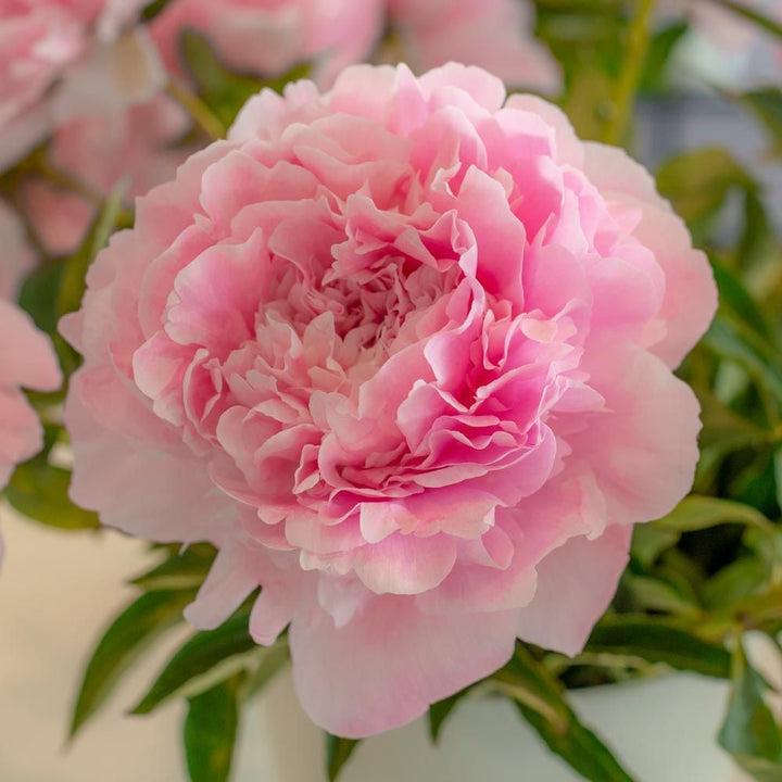 Peony 'Dinner Plate'