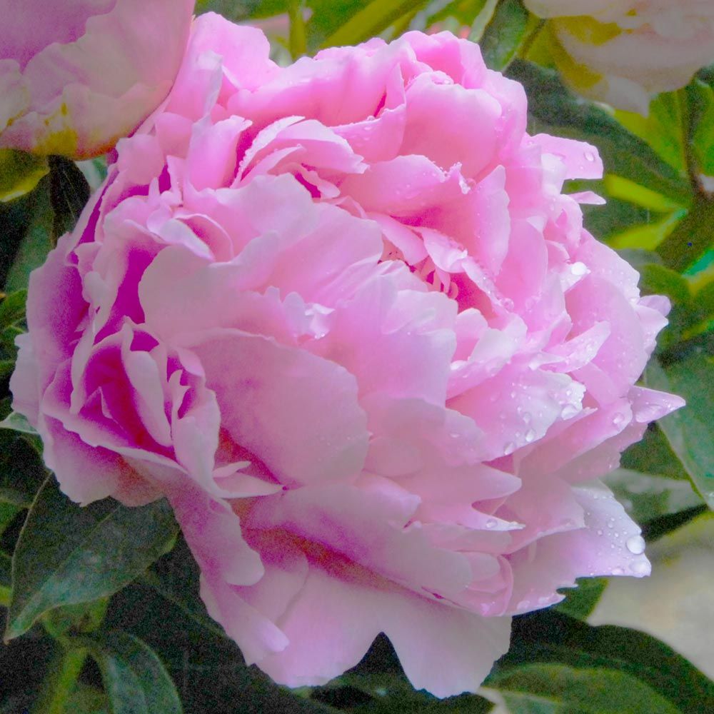 Peony 'Doctor Alexander Fleming'