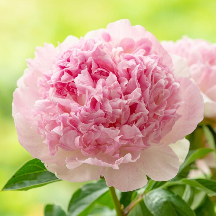 Peony 'Raspberry Sundae'