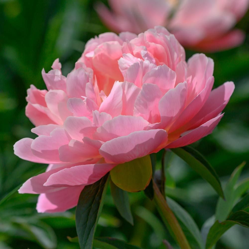 Peony 'Pink Hawaiian Coral'