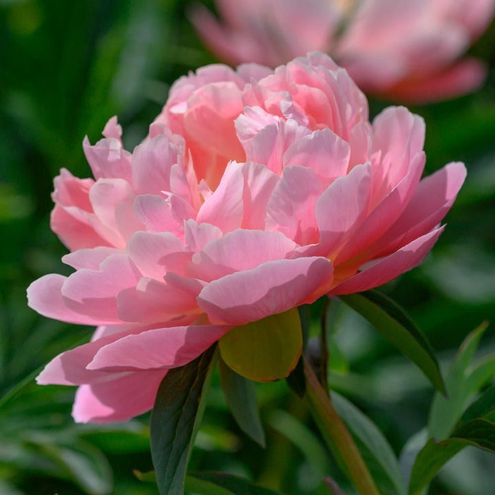 Peony 'Pink Hawaiian Coral'