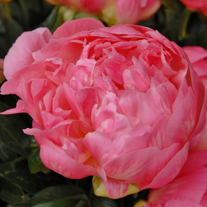 Peony 'Pink Hawaiian Coral'