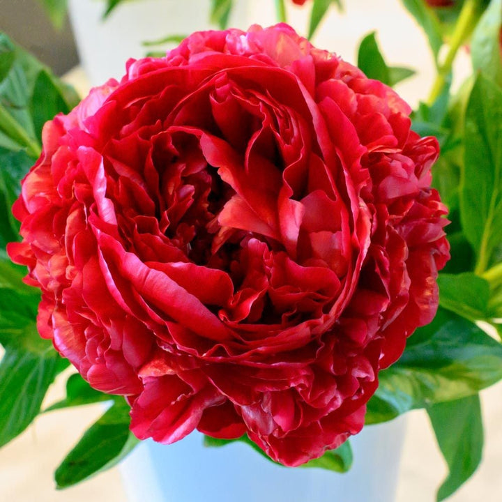 Peony 'Henry Bockstoce'