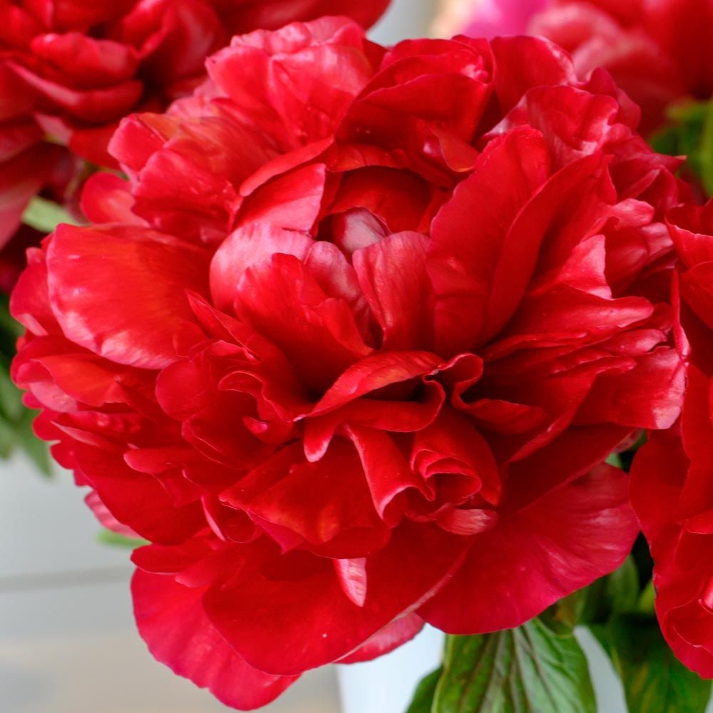 Peony 'Henry Bockstoce'