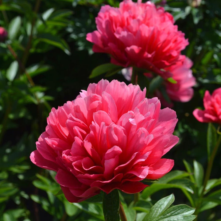 Peony 'Lorelei'