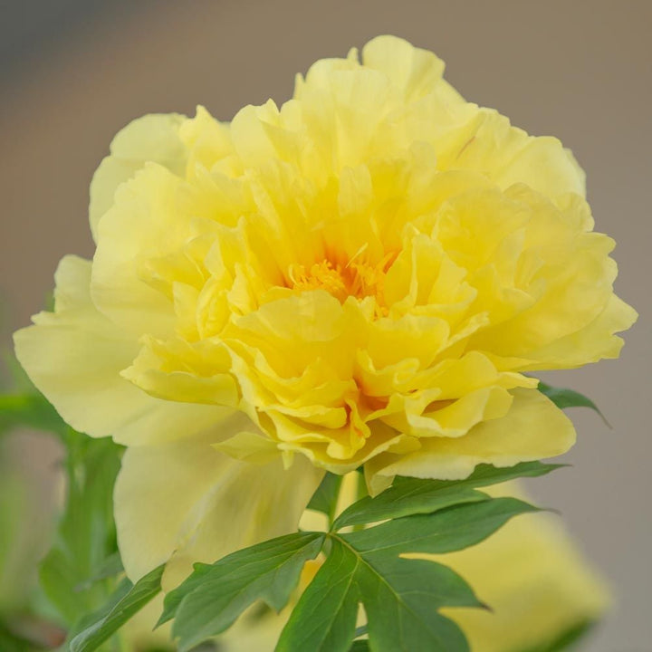 Itoh Peony 'Bartzella'