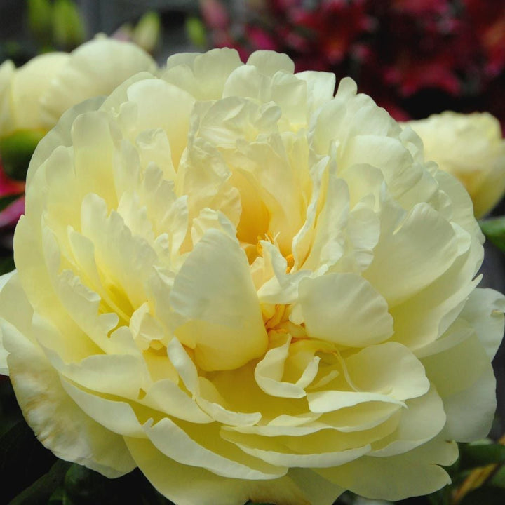 Peony 'Lemon Chiffon'