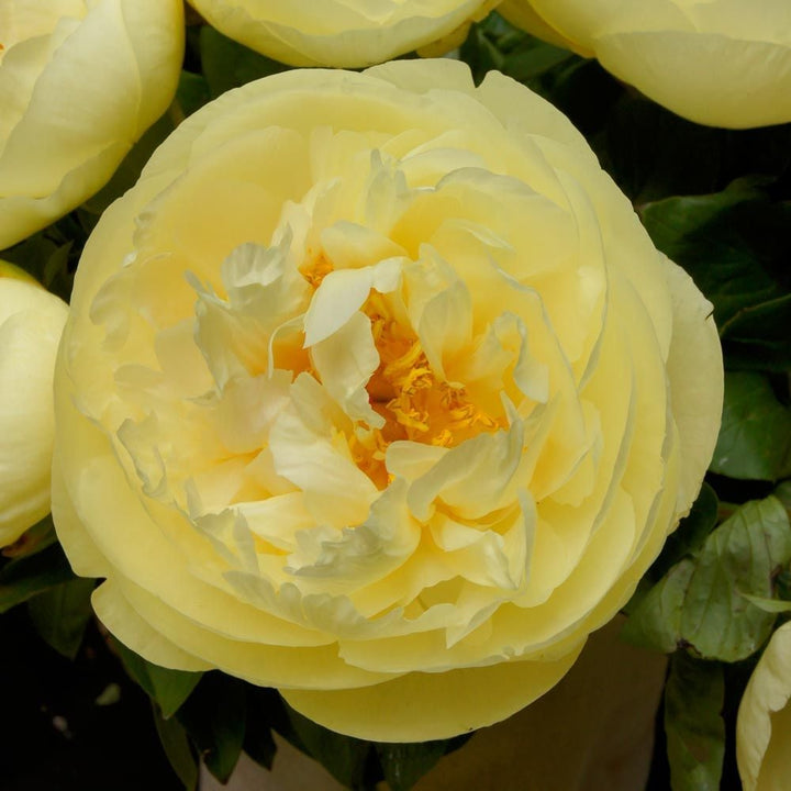 Peony 'Lemon Chiffon'