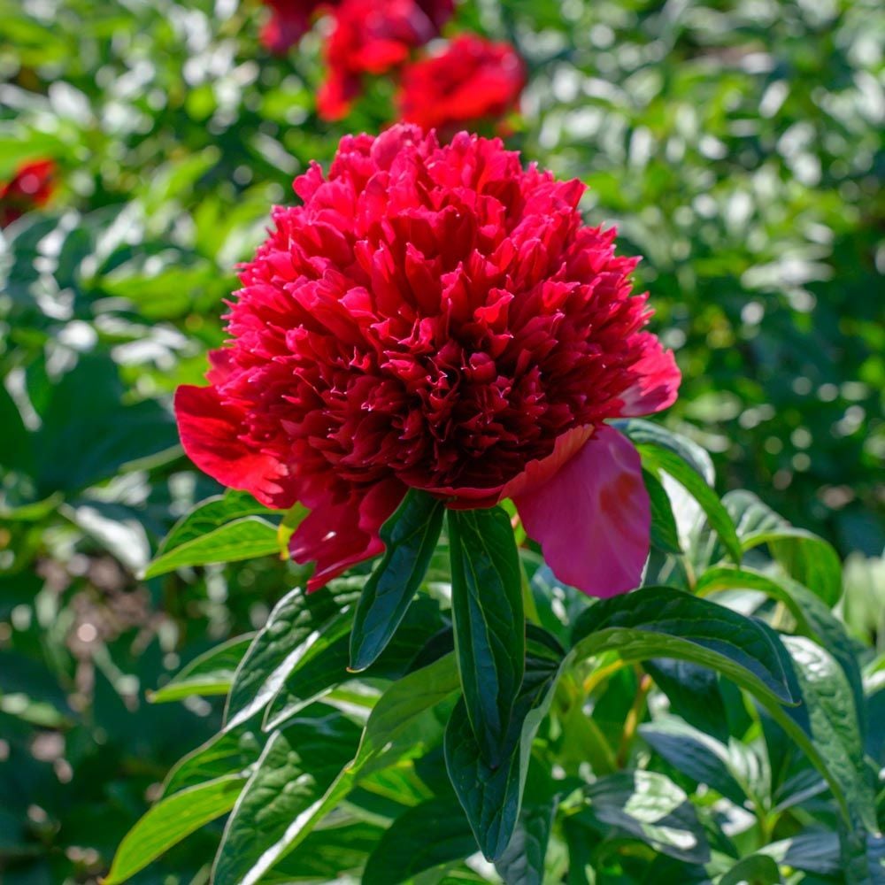 Peony 'Red Charm'