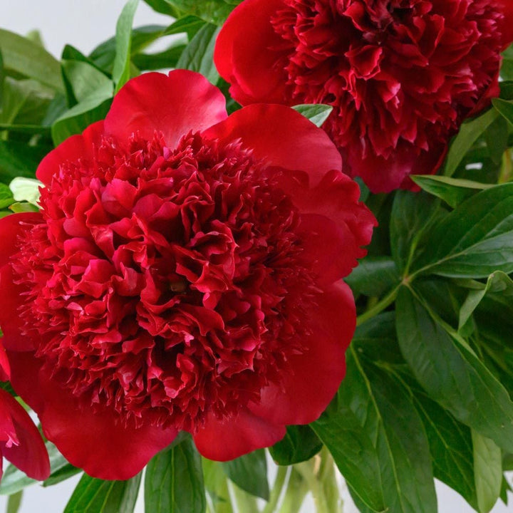 Peony 'Red Charm'