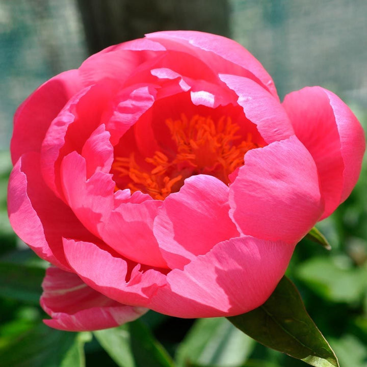 Peony 'Cytherea'