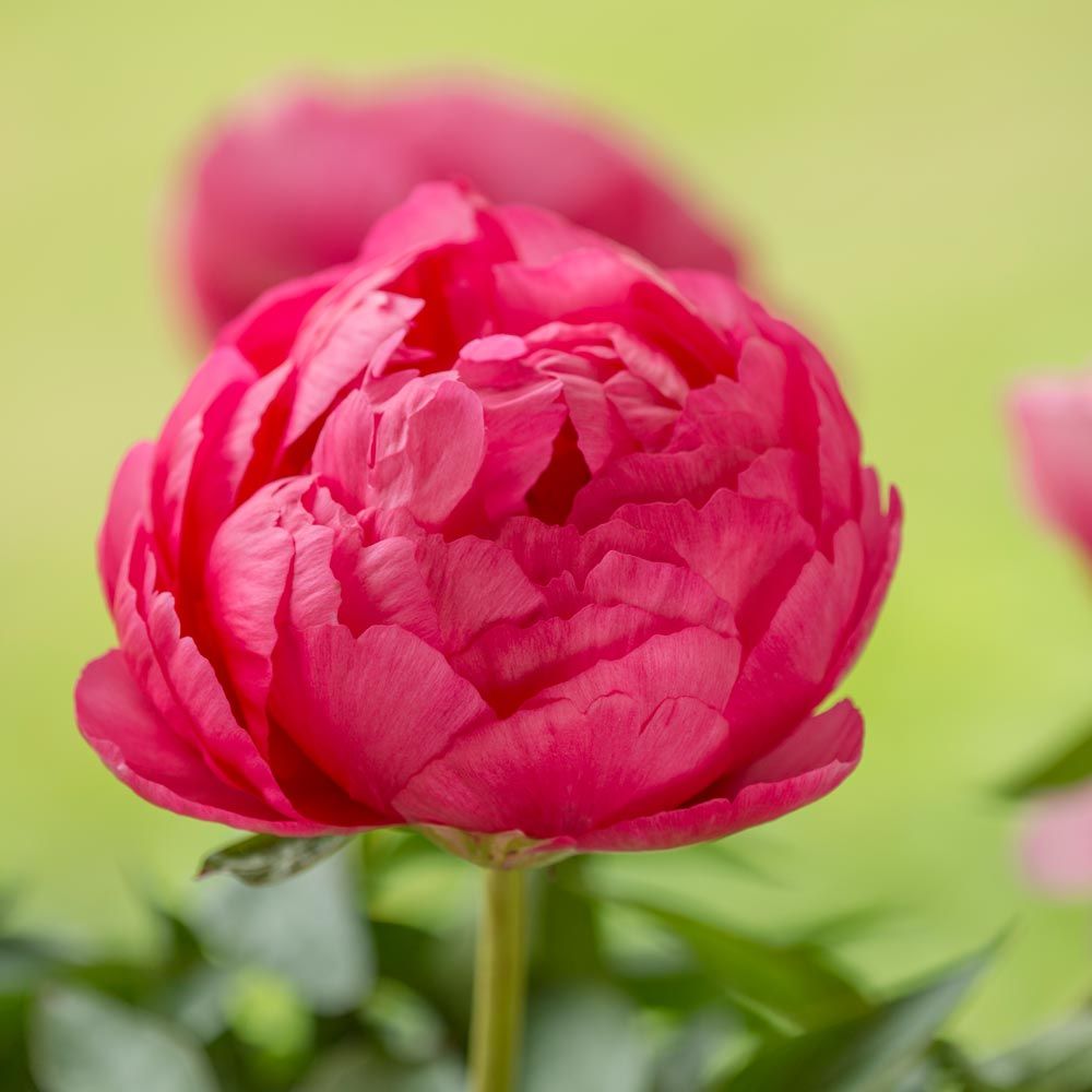 Peony 'Cytherea'