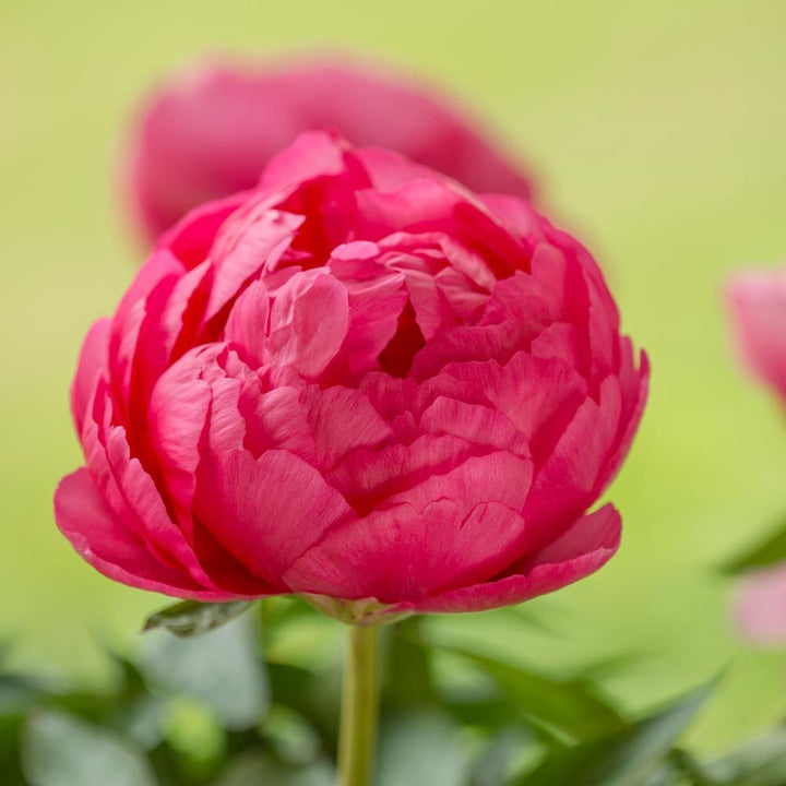 Peony 'Cytherea'