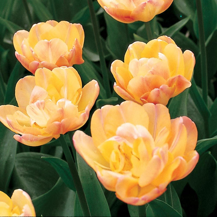 Tulip 'Creme Upstar'