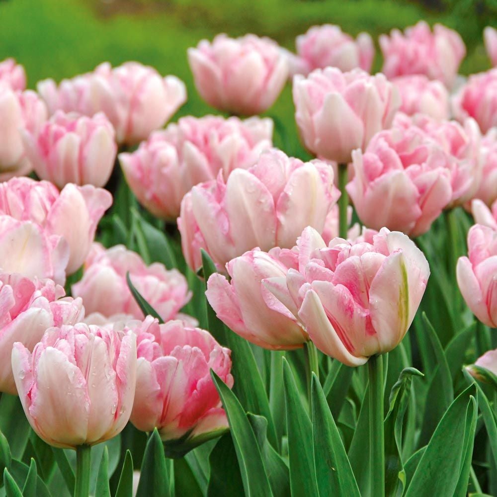 Tulip 'Foxtrot'