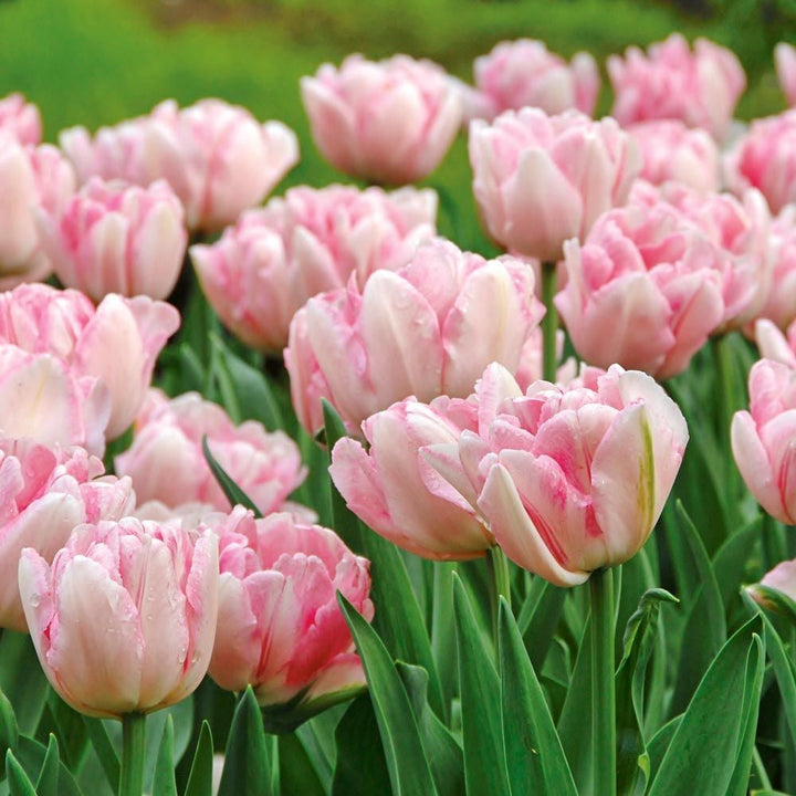 Tulip 'Foxtrot'