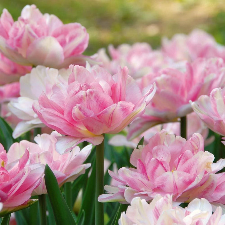 Tulip 'Foxtrot'