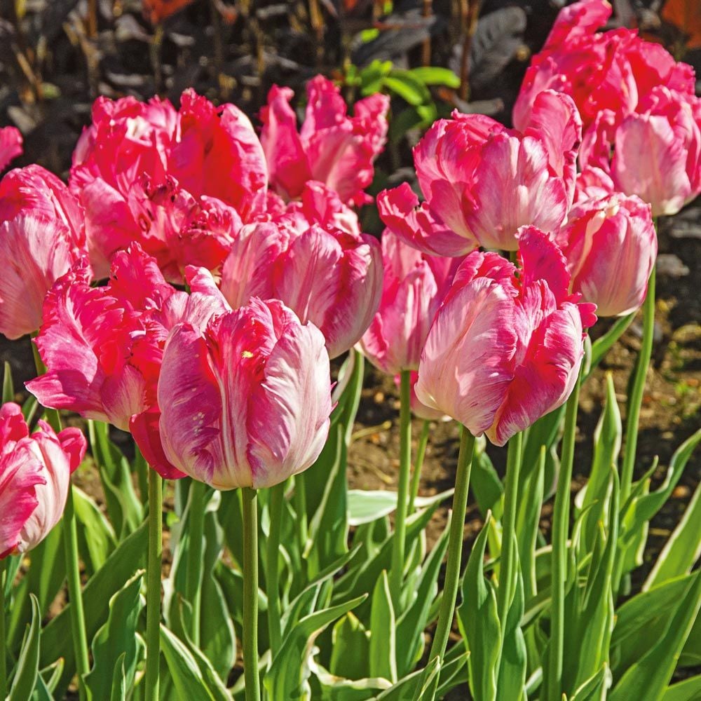 Painter's Palette Tulip Mix
