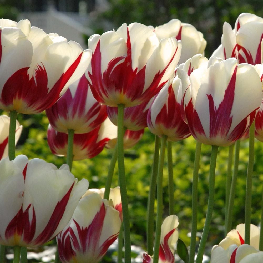 Rembrandt Tulip Mix