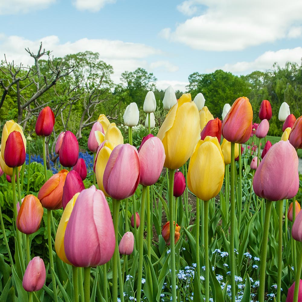 French Single Late Tulip Mix