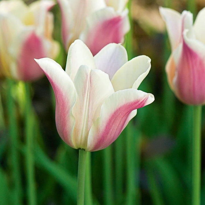 Painter's Palette Tulip Mix