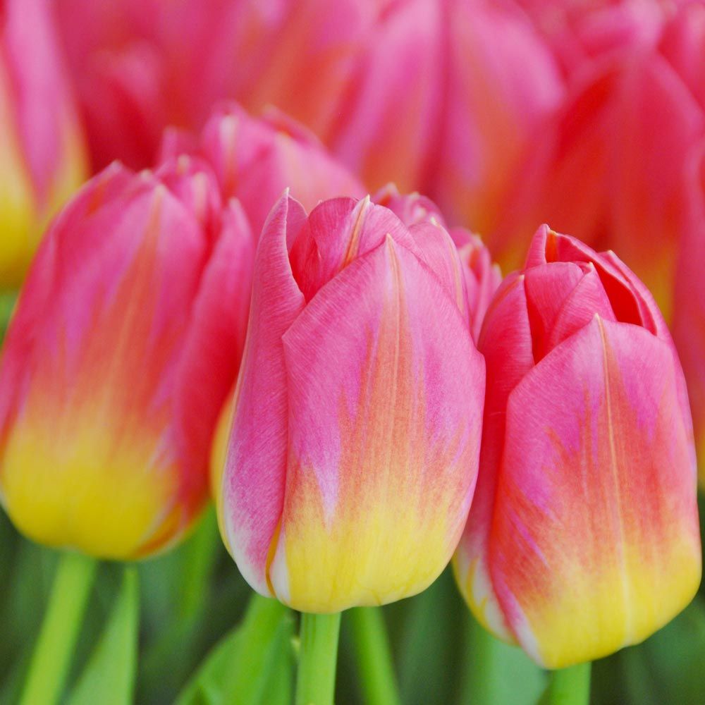 Tulip 'Tom Pouce'