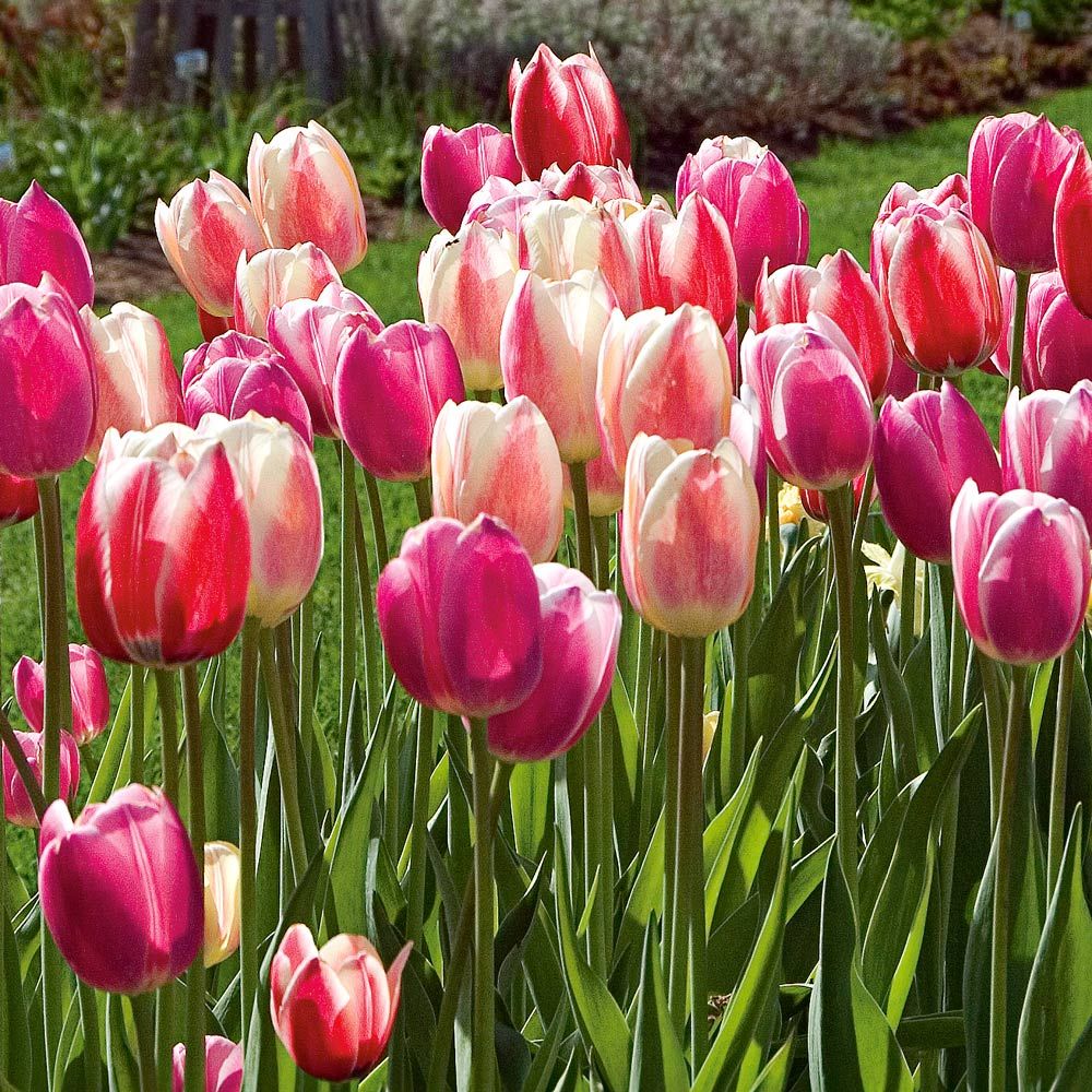Grower's Choice Tulip Mix