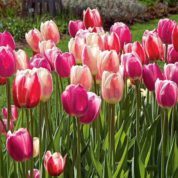 Grower's Choice Tulip Mix